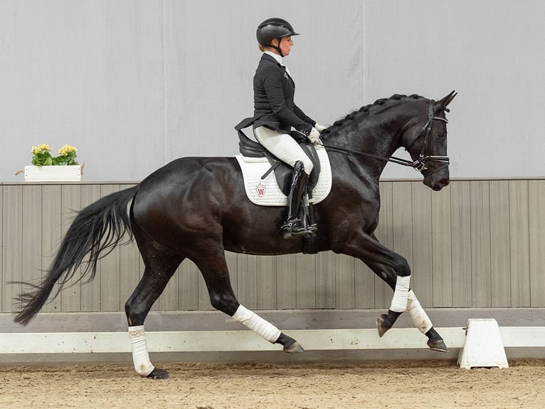Hanoverian Mare 4 years 16 hh Brown in Münster-Handorf