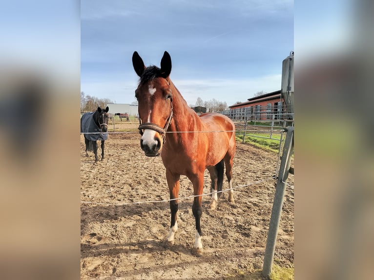 Hanoverian Mare 4 years 16 hh Brown in Oldendorf
