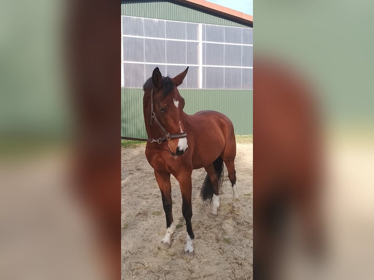 Hanoverian Mare 4 years 16 hh Brown in Oldendorf