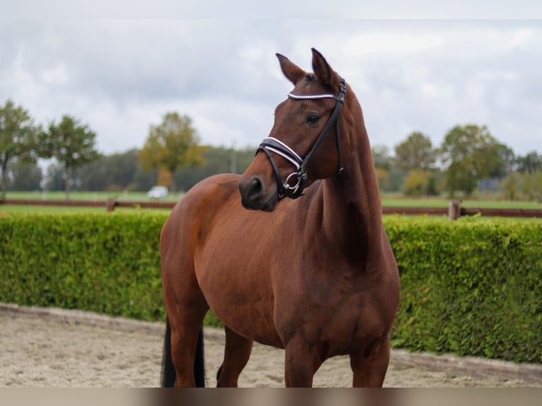 Hanoverian Mare 4 years 16 hh Brown in Tiddische
