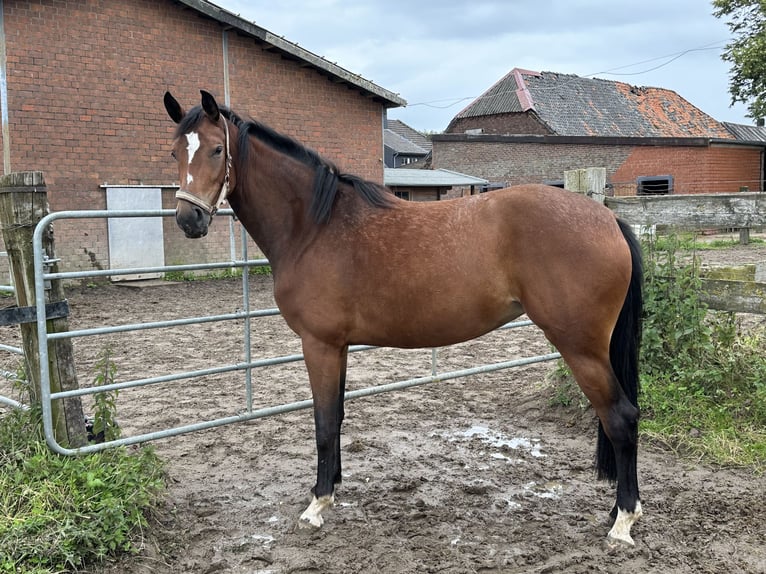 Hanoverian Mare 4 years 16 hh Brown in Goch