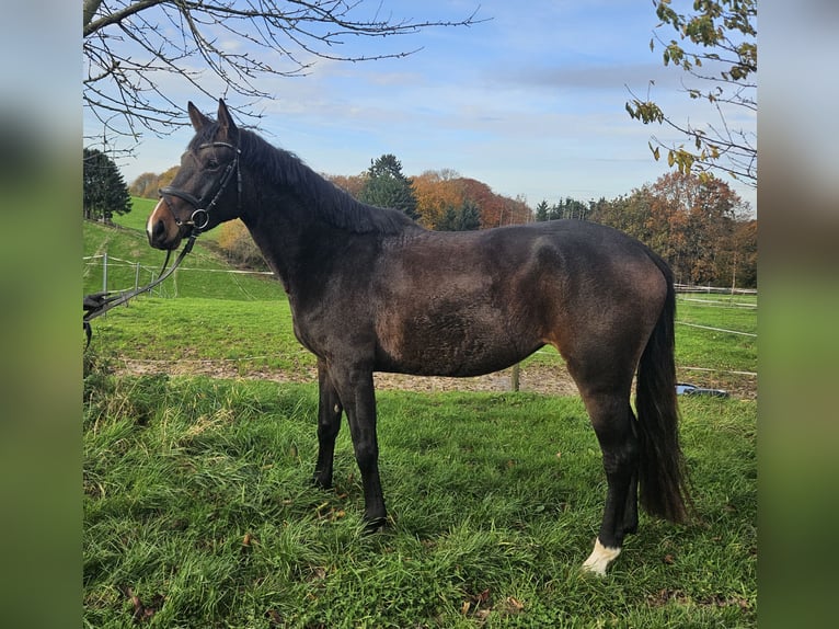 Hanoverian Mare 4 years 16 hh Brown in Burscheid