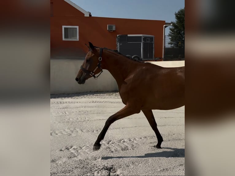 Hanoverian Mare 4 years 16 hh Brown-Light in Pinhal novo