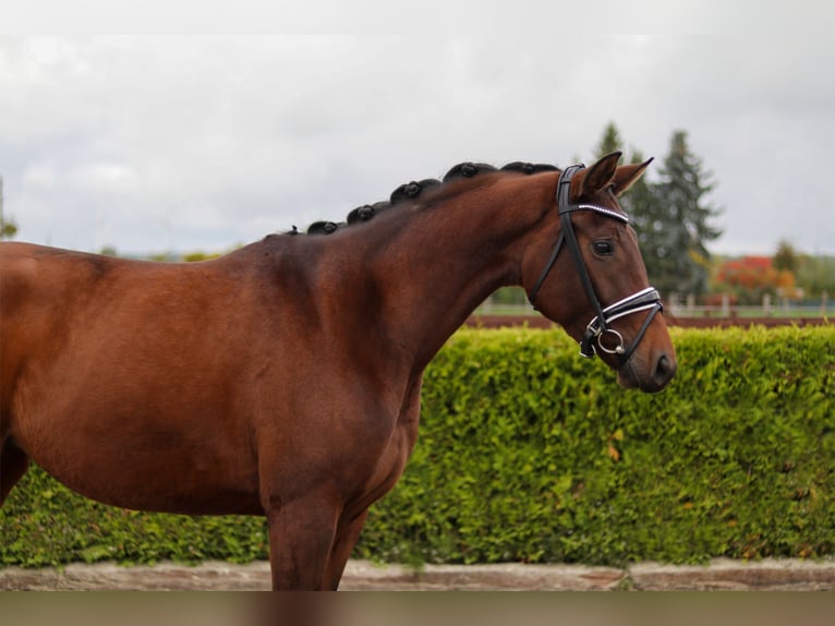 Hanoverian Mare 4 years 16 hh Brown in Tiddische