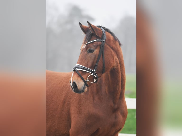 Hanoverian Mare 4 years 16 hh Brown in Bremerv&#xF6;rde