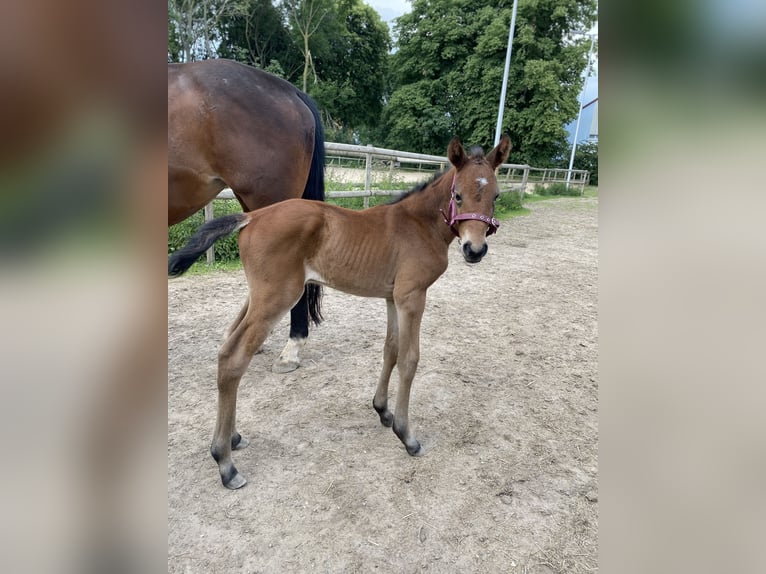 Hanoverian Mare 4 years 16 hh Brown in Rheinberg