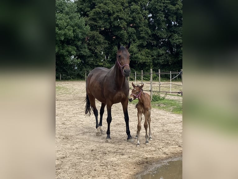 Hanoverian Mare 4 years 16 hh Brown in Rheinberg
