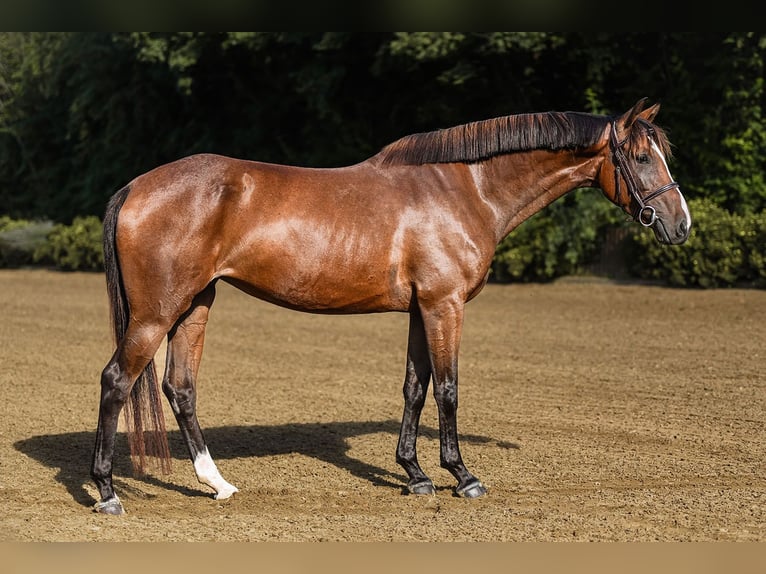 Hanoverian Mare 4 years 16 hh Brown in Riedstadt