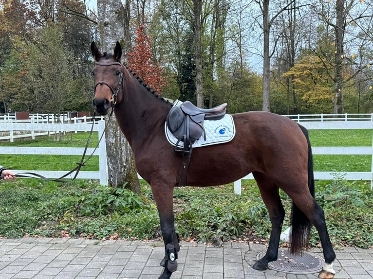 Hanoverian Mare 4 years 16 hh Brown in Rüegsauschachen