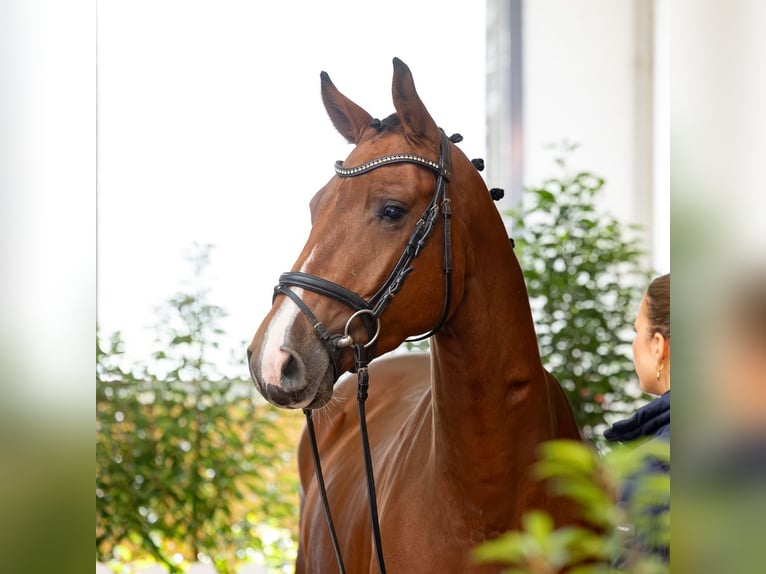 Hanoverian Mare 4 years 16 hh Brown in Verden