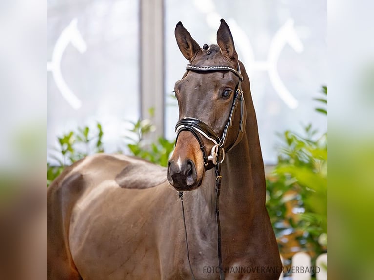 Hanoverian Mare 4 years 16 hh Brown in Verden