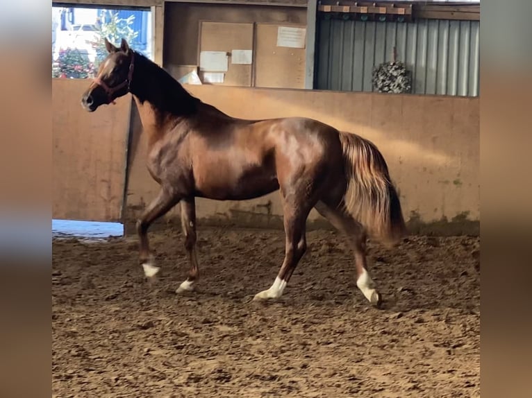 Hanoverian Mare 4 years 16 hh Chestnut in Achim