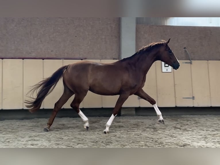 Hanoverian Mare 4 years 16 hh Chestnut in W&#xFC;rzburg
