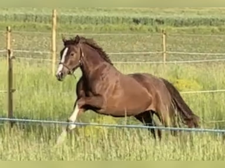 Hanoverian Mare 4 years 16 hh Chestnut in W&#xFC;rzburg