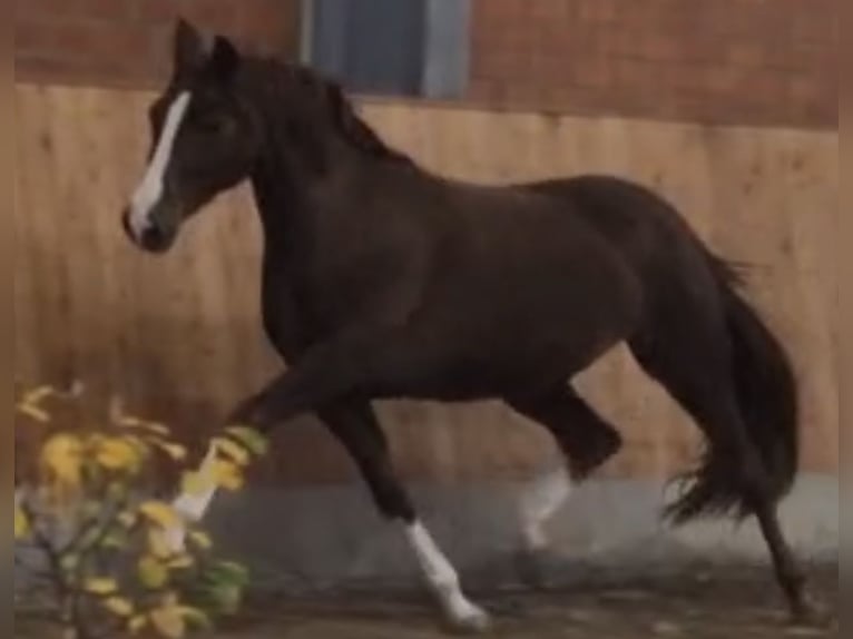 Hanoverian Mare 4 years 16 hh Chestnut in W&#xFC;rzburg