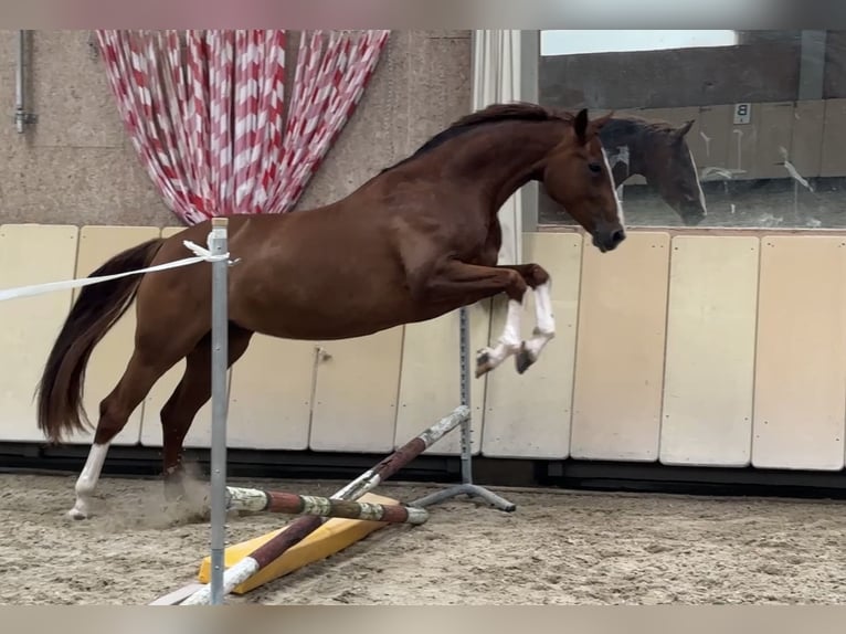 Hanoverian Mare 4 years 16 hh Chestnut in W&#xFC;rzburg