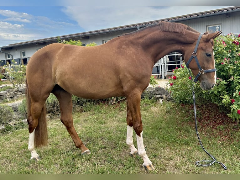 Hanoverian Mare 4 years 16 hh Chestnut in W&#xFC;rzburg