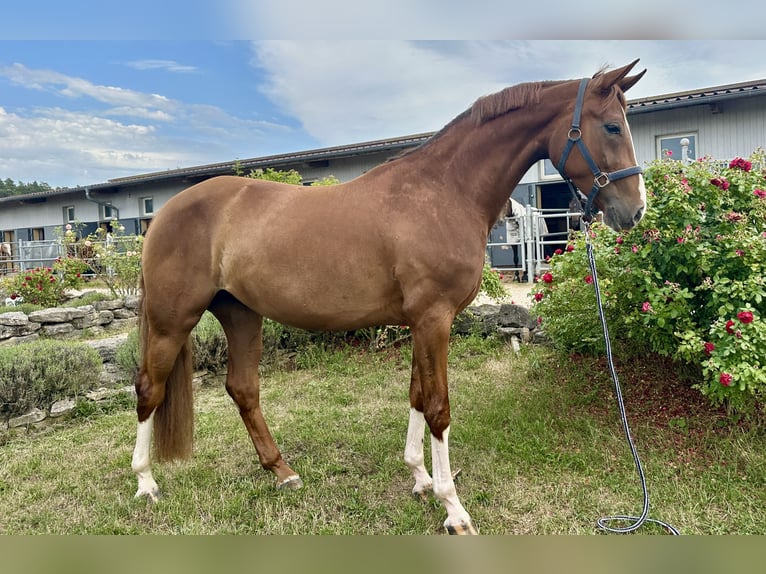 Hanoverian Mare 4 years 16 hh Chestnut in W&#xFC;rzburg