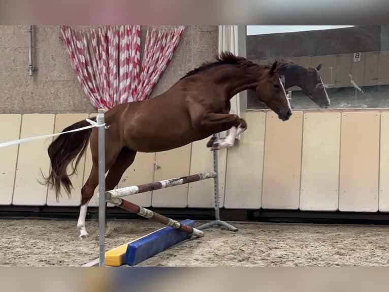 Hanoverian Mare 4 years 16 hh Chestnut in W&#xFC;rzburg