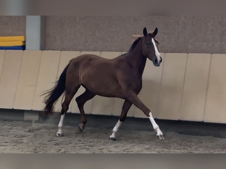 Hanoverian Mare 4 years 16 hh Chestnut in W&#xFC;rzburg
