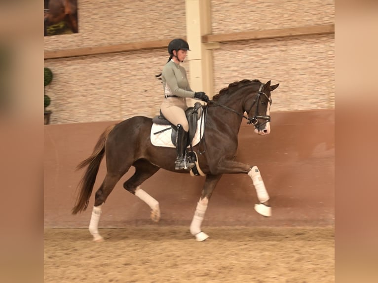 Hanoverian Mare 4 years 16 hh Chestnut in Wehringen