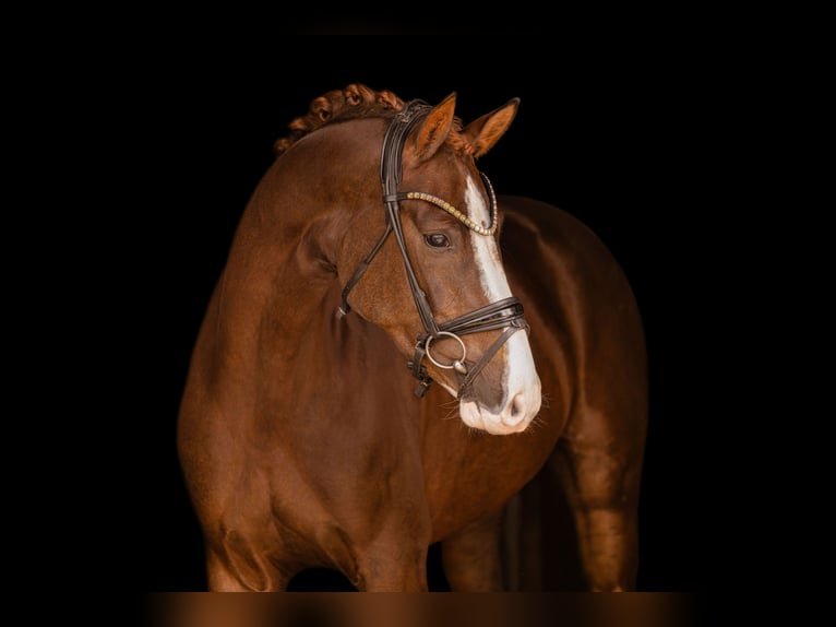 Hanoverian Mare 4 years 16 hh Chestnut in Wehringen