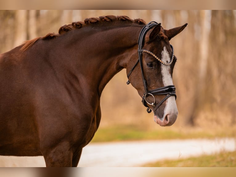 Hanoverian Mare 4 years 16 hh Chestnut in Wehringen