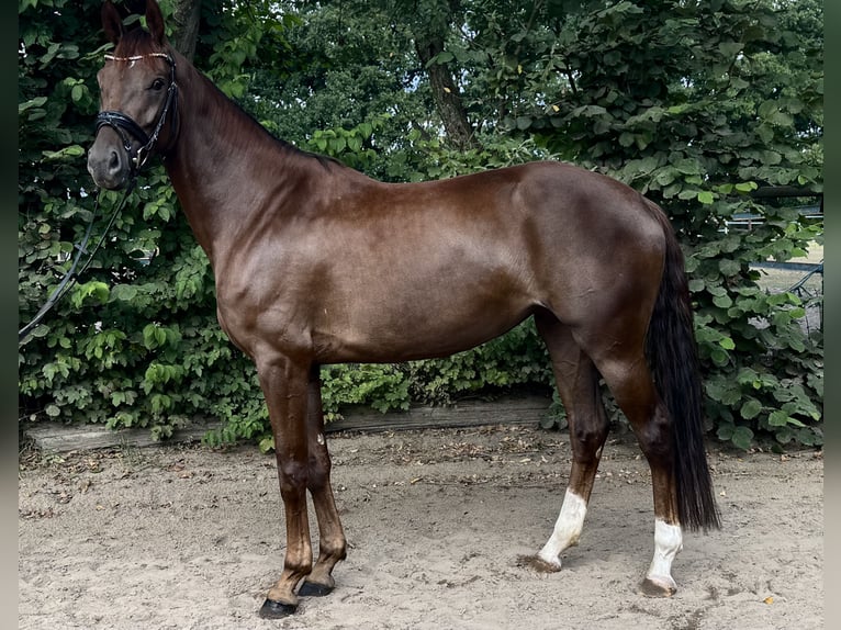 Hanoverian Mare 4 years 16 hh Chestnut in Emmerich
