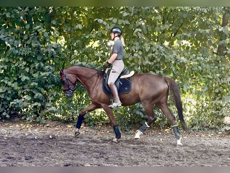 Hanoverian Mare 4 years 16 hh Chestnut in Emmerich