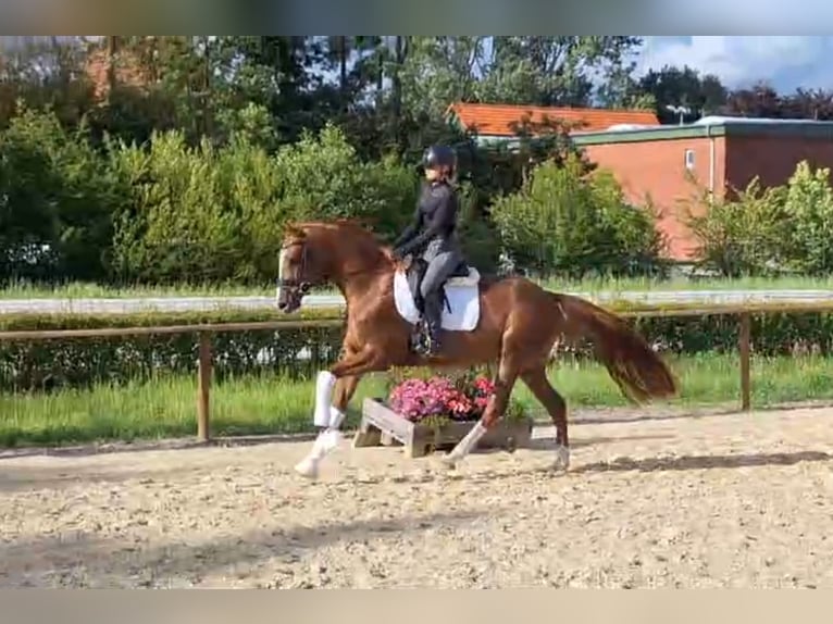 Hanoverian Mare 4 years 16 hh Chestnut in Bülkau