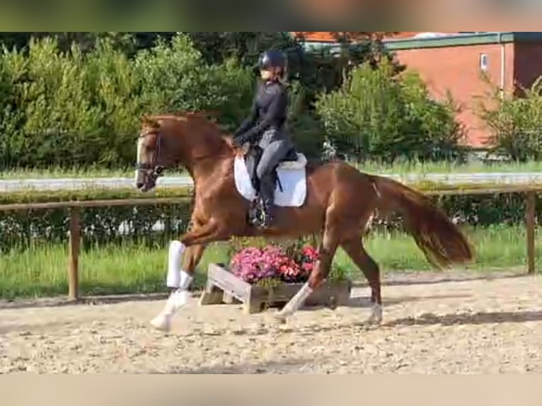 Hanoverian Mare 4 years 16 hh Chestnut in Bülkau