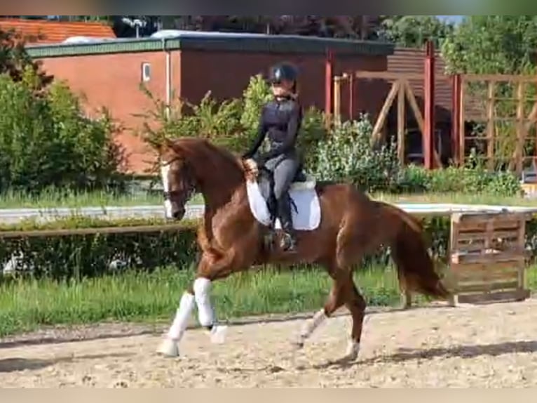 Hanoverian Mare 4 years 16 hh Chestnut in Bülkau