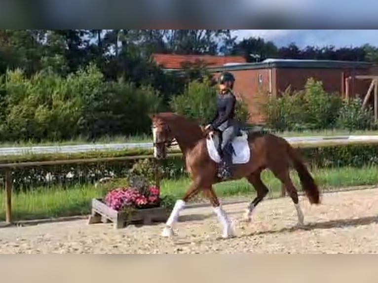 Hanoverian Mare 4 years 16 hh Chestnut in Bülkau