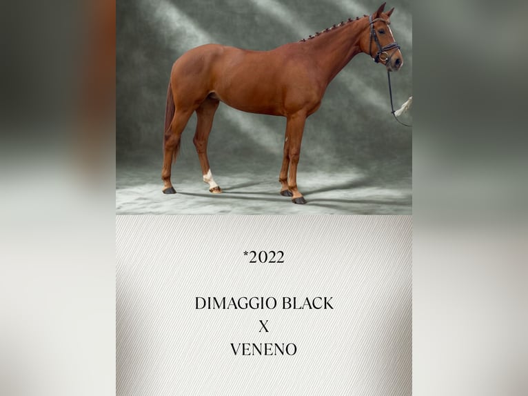 Hanoverian Mare 4 years 16 hh Chestnut in Güglingen