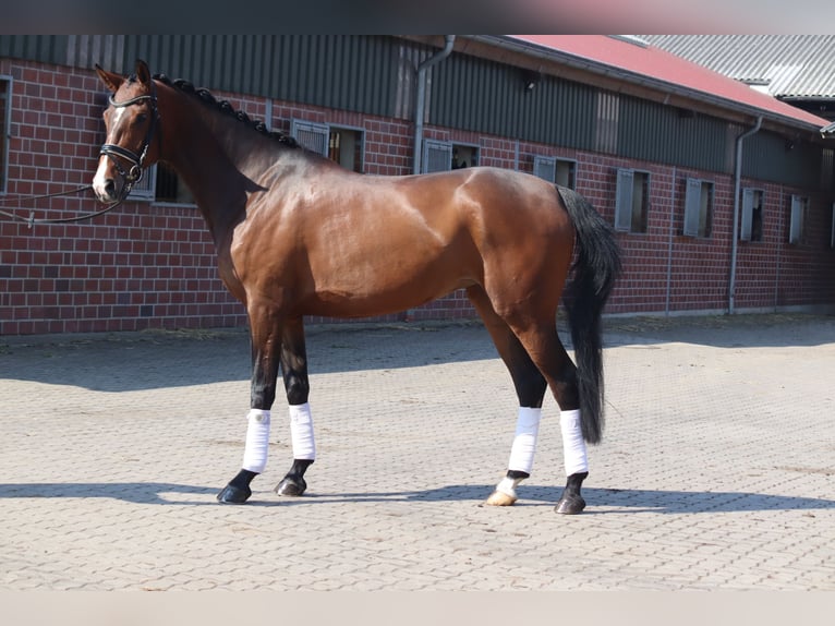 Hanoverian Mare 4 years 16 hh Chestnut in Selsingen