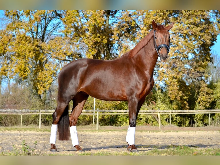 Hanoverian Mare 4 years 16 hh Chestnut in Thoissey