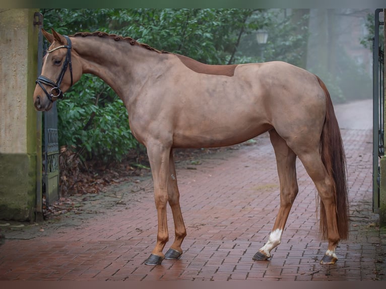 Hanoverian Mare 4 years 16 hh Chestnut-Red in Ankum