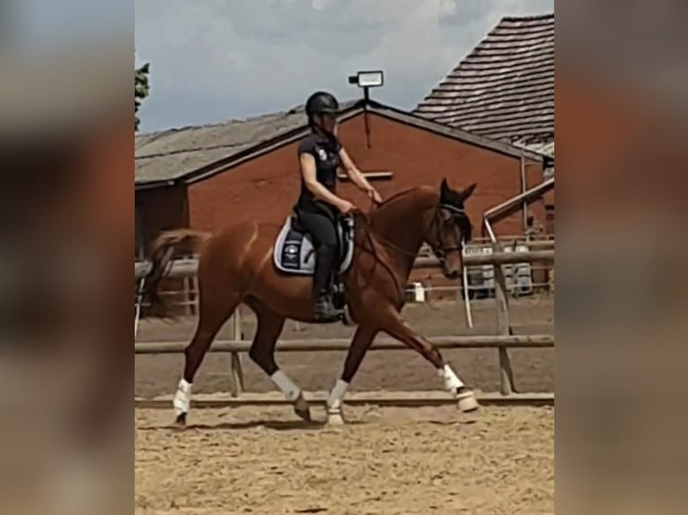 Hanoverian Mare 4 years 16 hh Chestnut-Red in Auetal BorstelAuetal