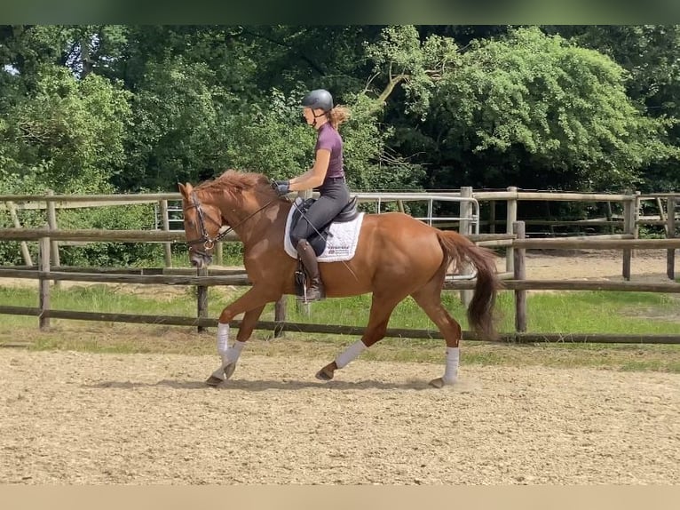 Hanoverian Mare 4 years 16 hh Chestnut-Red in Hoya