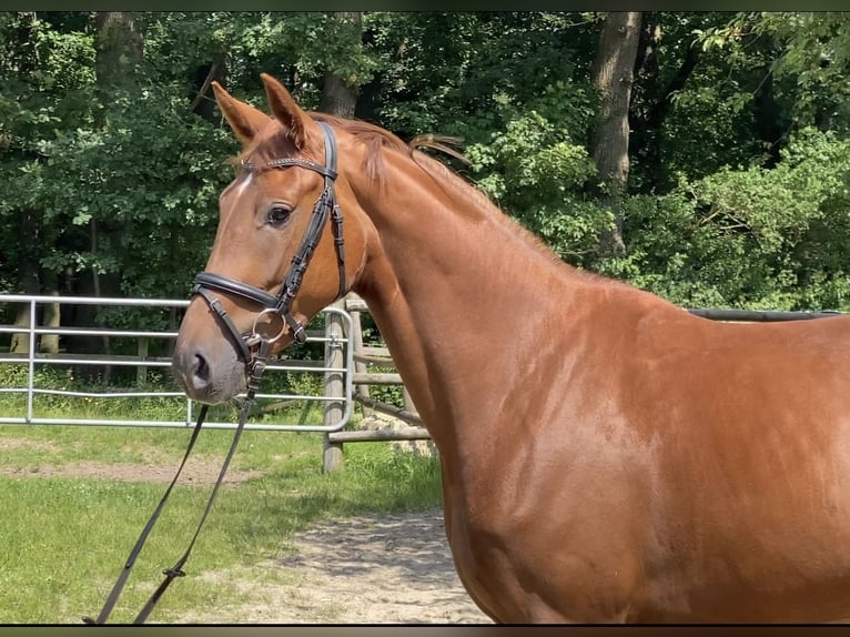 Hanoverian Mare 4 years 16 hh Chestnut-Red in Hoya