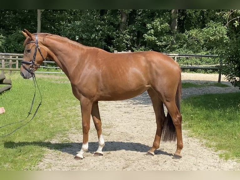 Hanoverian Mare 4 years 16 hh Chestnut-Red in Hoya