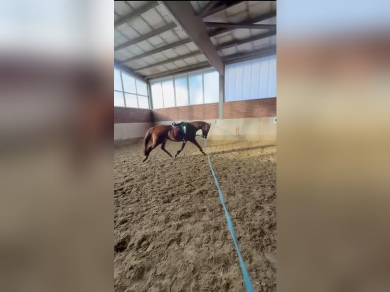 Hanoverian Mare 4 years 16 hh Chestnut-Red in Olfen