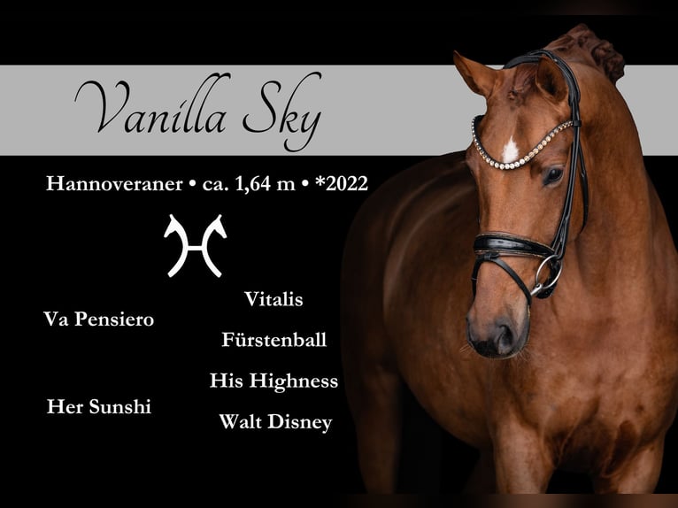 Hanoverian Mare 4 years 16 hh Chestnut-Red in Wehringen