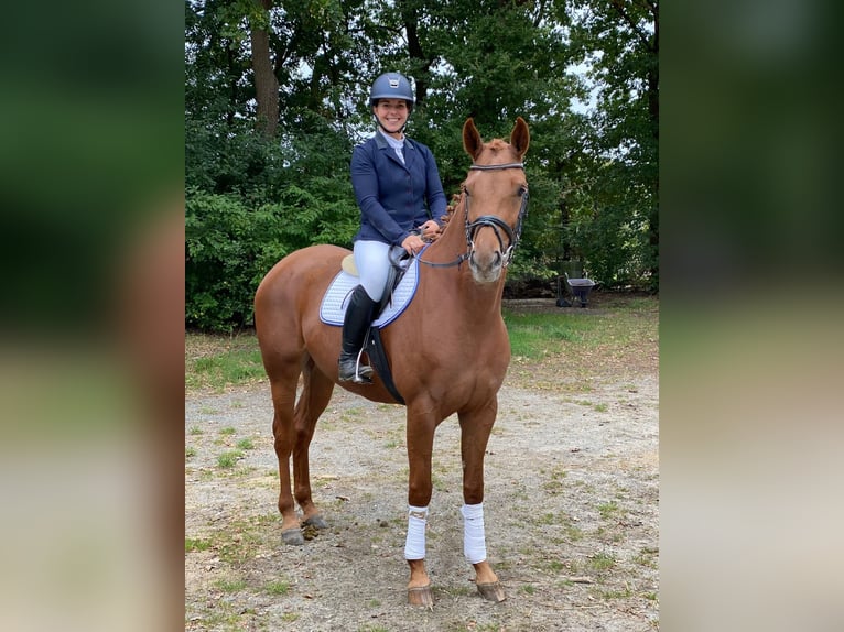 Hanoverian Mare 4 years 16 hh Chestnut-Red in Elmlohe