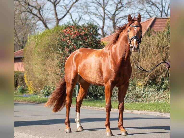 Hanoverian Mare 4 years 16 hh Chestnut-Red in Elmlohe