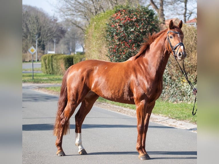 Hanoverian Mare 4 years 16 hh Chestnut-Red in Elmlohe
