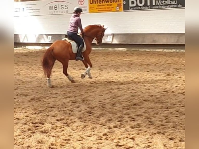 Hanoverian Mare 4 years 16 hh Chestnut-Red in Hechthausen