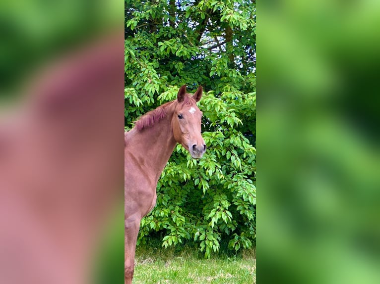 Hanoverian Mare 4 years 16 hh Chestnut-Red in Rosdorf