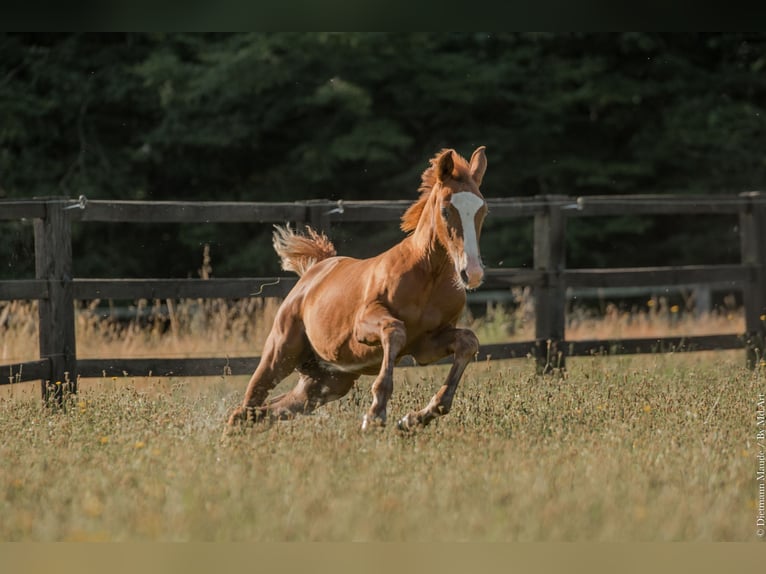 Hanoverian Mare 4 years 16 hh Chestnut-Red in Le pian médoc