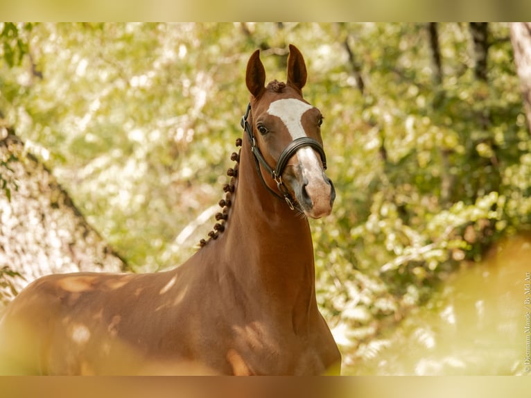 Hanoverian Mare 4 years 16 hh Chestnut-Red in Le pian m&#xE9;doc